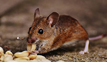 24 Hour & Emergency Exterminators in Trout Dale, VA